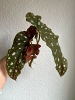 ➕ Kopfsteckling Ableger Forellenbegonie Begonia maculata ➕ Hamburg Barmbek - Hamburg Barmbek-Süd  Vorschau