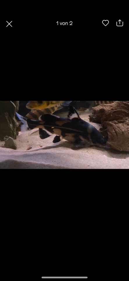 3 Harlequin Lancer Catfish (Bagroides melapterus in Wiesbaden