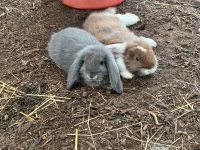 Kindergewöhnte sehr zahme Widder Kaninchen, Hase aus ausenhaltung Saarland - Schiffweiler Vorschau