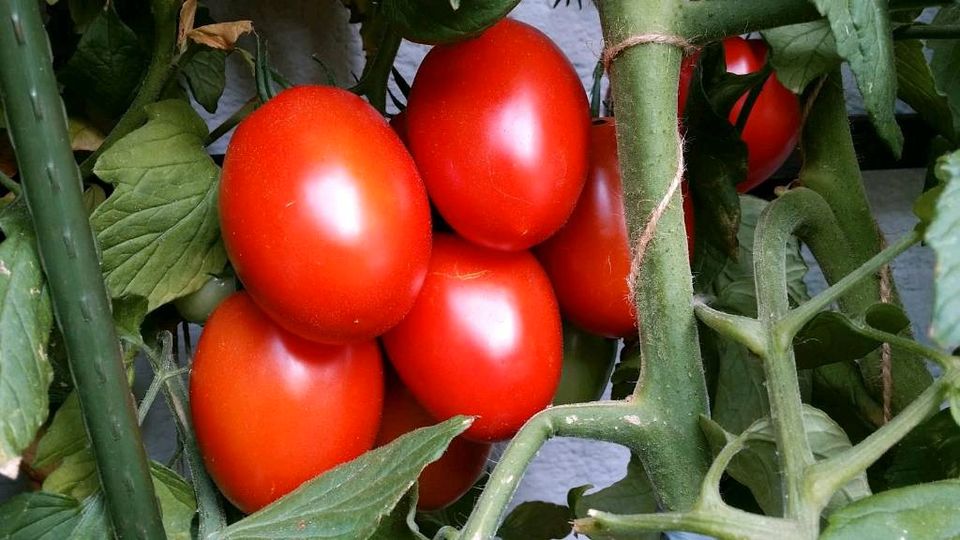 Tomaten bio, Fleischtomate, Cocktailtomate, Eiertomate, Setzlinge in München