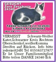 Noch Suche Zoro schwarz weiße katze Eckernförde 24340 Borby Schleswig-Holstein - Eckernförde Vorschau