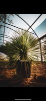 Rostrata - 1m super Qualität - Rostrata Agave Palmen Sachsen - Werdau Vorschau