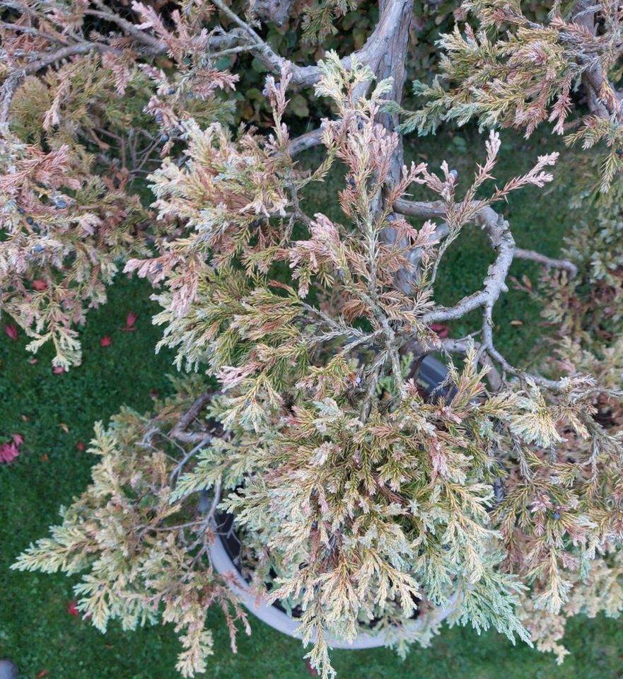 Bonsai Blauer Kriech-Wacholder in Leer (Ostfriesland)