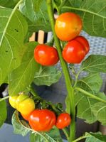 Menschenfresser-Tomate - Samen (Solanum viride) Hessen - Biedenkopf Vorschau