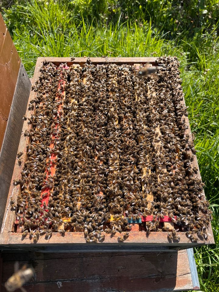 Ableger Carnica Imker Bienen Bienenvolk Bienenableger in Haßfurt