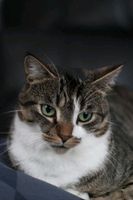 Kater vermisst Nordrhein-Westfalen - Uedem Vorschau