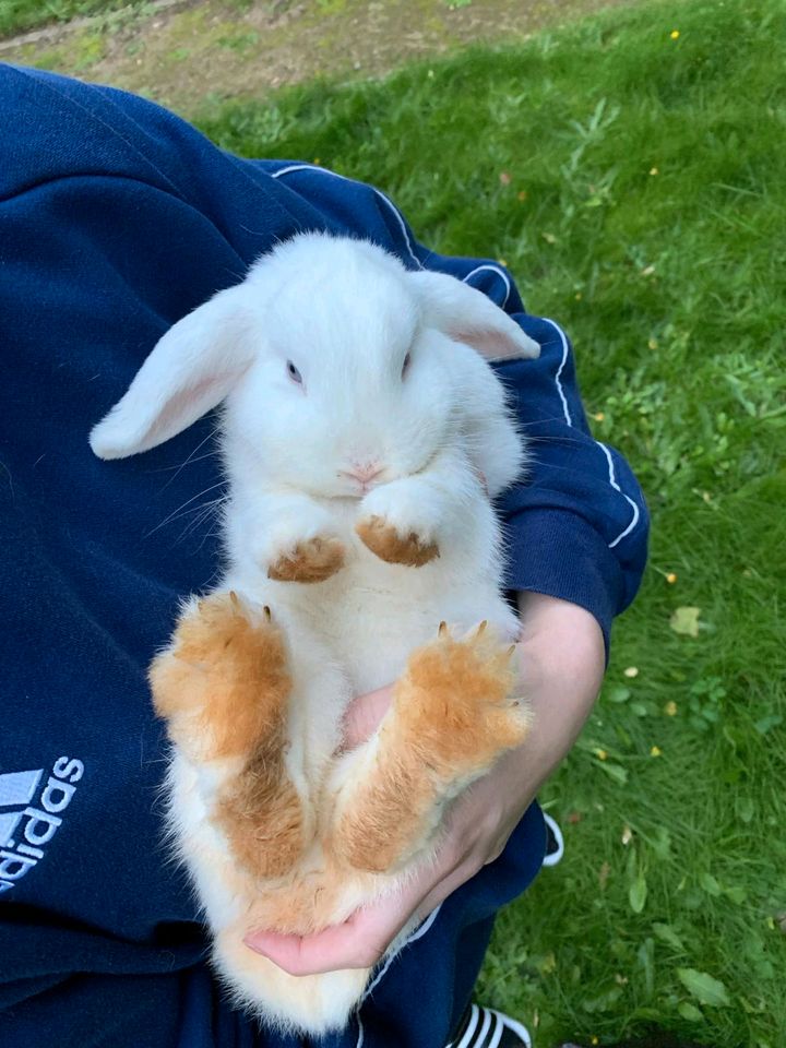 Kaninchen Hasen Kleintiere weiß grau in Rostock
