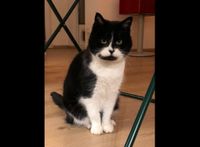 Katze immer noch vermisst entlaufen Schwarz Weiß Niedersachsen - Osnabrück Vorschau