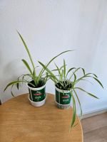 Grünlilie / Chlorophytum/ Pflanzen Kr. Altötting - Burgkirchen Vorschau