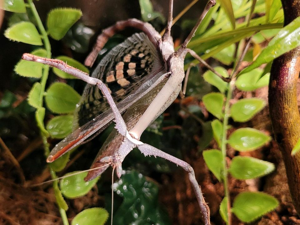 Heterochaeta orientalis ☆Gottesanbeterin,Mantiden,Nymphen☆ in Hamburg