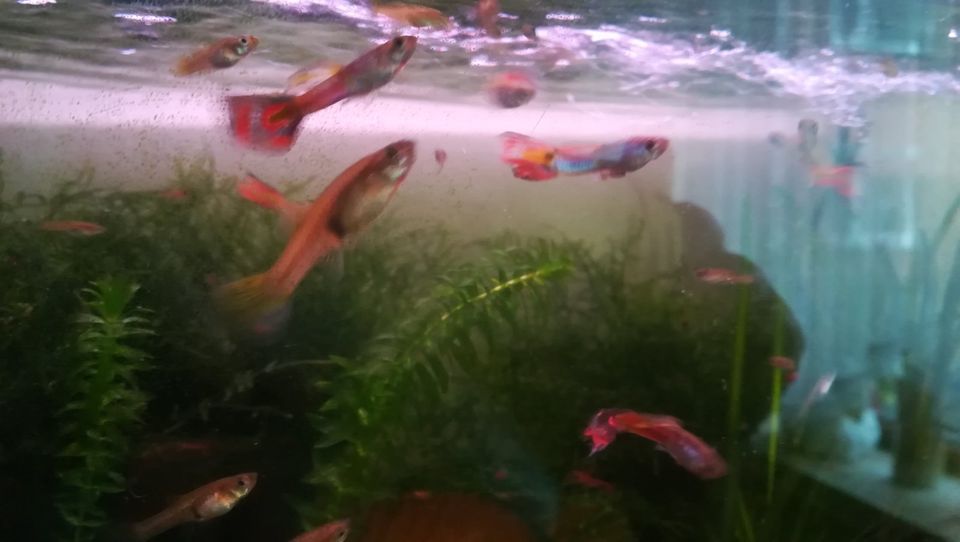 Guppy diverse Größen aus Nachsucht - verkaufe aus Platzgründen in Bremen