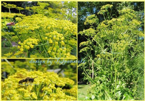 ♥ Pastinake,Samen,Ur Gemüse,Bienenweide, Bienensterben,Garten in Hamburg