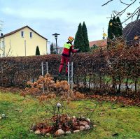 Hecke schneiden / pflanzen ✅ Brandenburg - Mittenwalde Vorschau