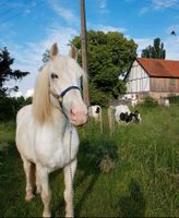 Reitbeteiligung gesucht (Pferd sucht Mensch) Hessen - Rödermark Vorschau