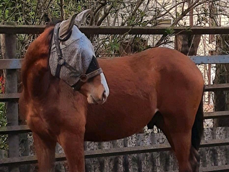 Deutsches Sportpferd Braun Hengst Jährling in Markranstädt