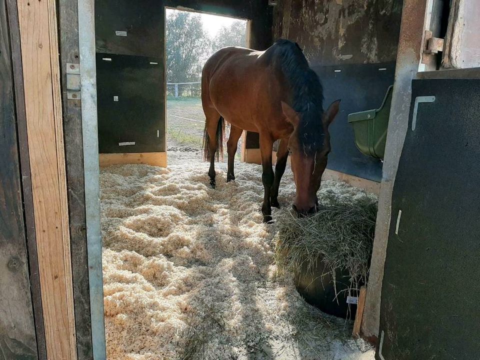 NEUERÖFFNUNG Stalltrakt Pferdeboxen Paddockbox auf Reitanlage fre in Kempen