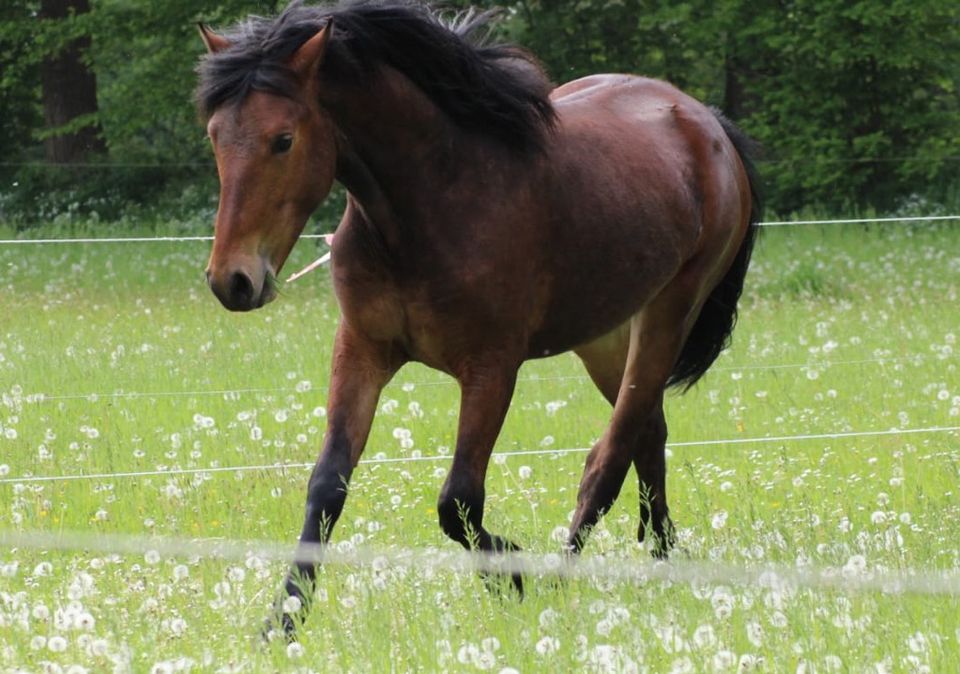 Zukünftiges XL New Forest Pony 2 jährig in Itzehoe