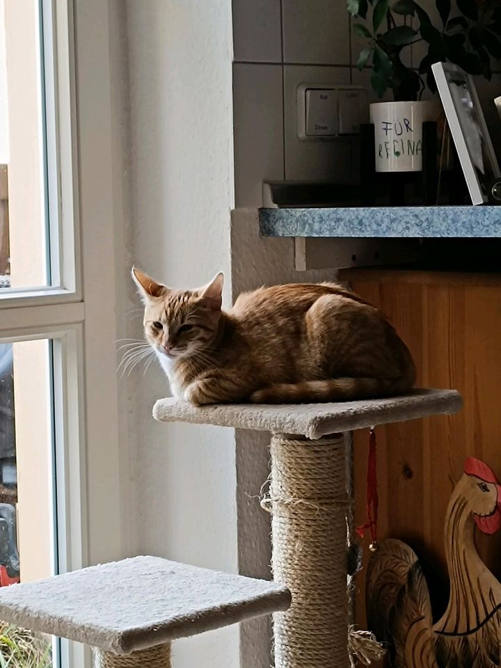 !!!VERMISST Kater Gino Eichwalde!!! in Eichwalde