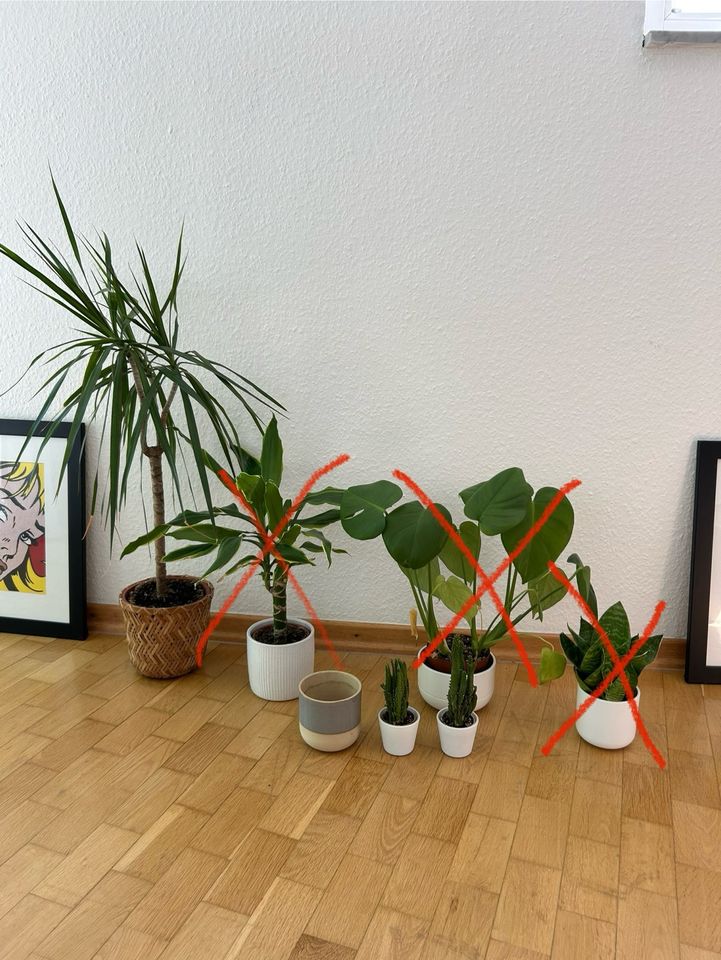 Diverse Pflanzen und Übertöpfe abzugeben in Berlin