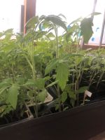 Tomaten pflanzen Bayern - Knetzgau Vorschau