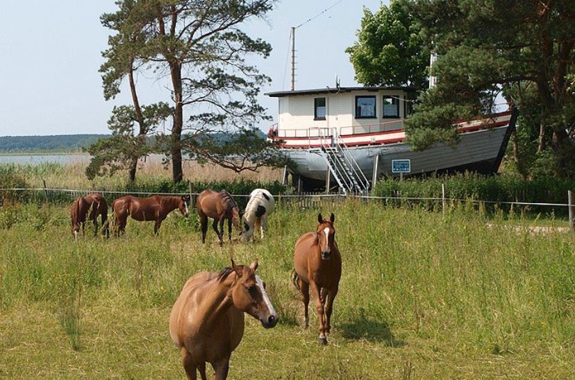 Ferienhaus am Wasser / Insel Usedom / Hund /Ostsee / Achterwasser in Seebad Bansin