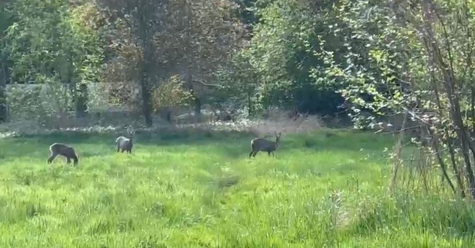 Ein Gartenparadies mit vielen Möglichkeiten in Neu Darchau