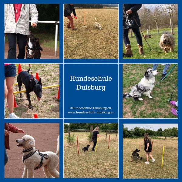 Hundetraining in Duisburg und Umgebung - Erfahrene in Duisburg