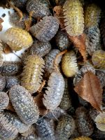 Armadillidium ameglioi isopod shop Assel Asseln kaufen isopoda Baden-Württemberg - Tübingen Vorschau