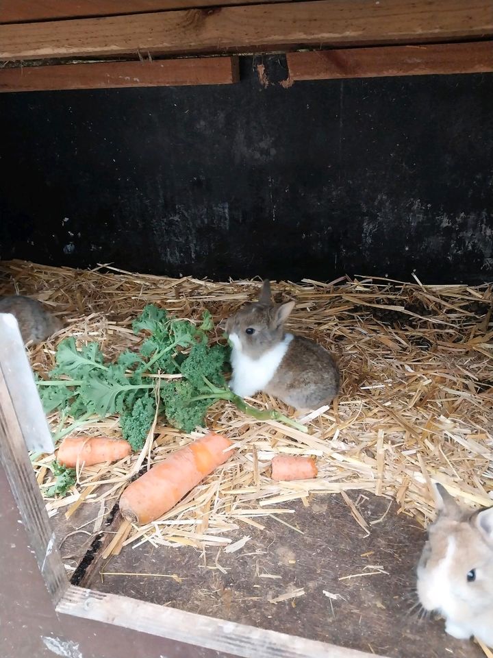 Zwei schöne Kaninchen Böcke in Emlichheim