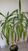 Schöne Yucca-Palme 1,40hoch 1,20breit Baden-Württemberg - Albstadt Vorschau