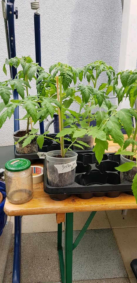 Bio Rose-rote Ochsenherz Tomatenpflanz nur noch bis 30 Mai in Winden