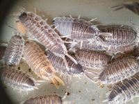 Porcellio hoffmannseggi sordidus Asselshop assel kaufen Asseln Baden-Württemberg - Tübingen Vorschau