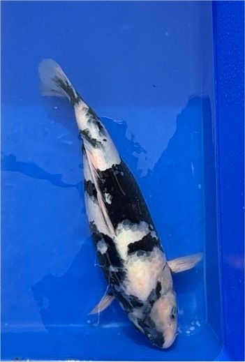 Japan koi Shiro Utsuri 39 cm Züchter Wada Japan in Brühl