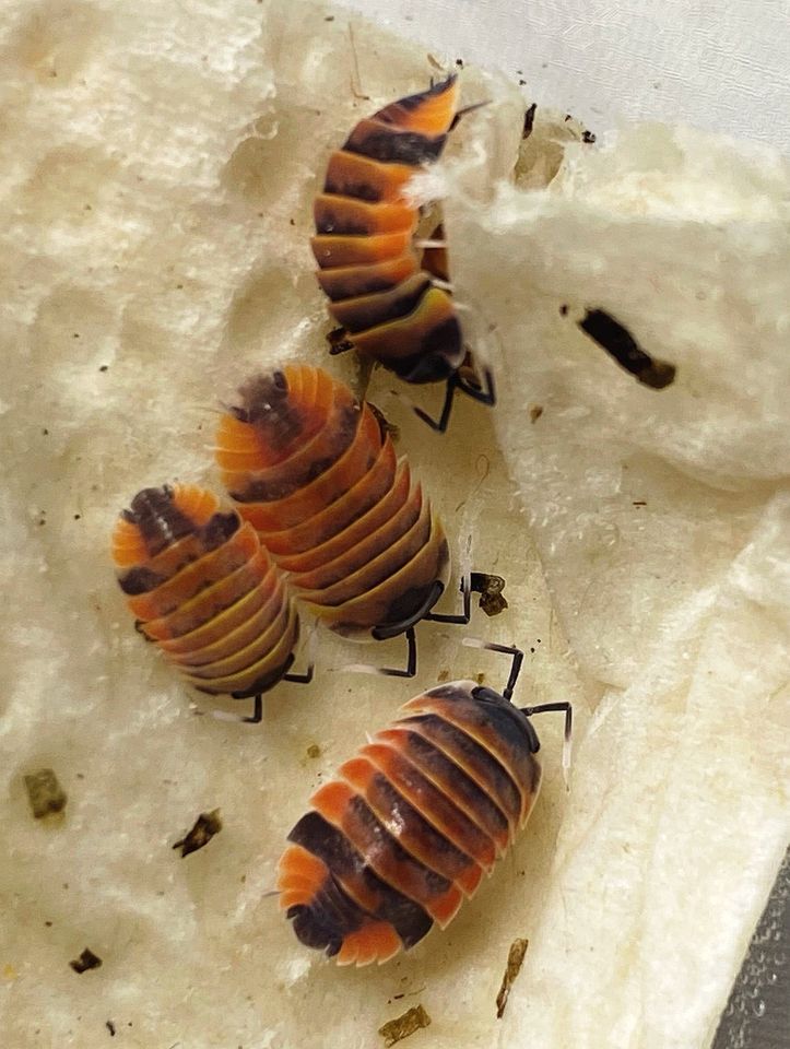 Merulanella sp Ember Bee - Cubaris - Assel - Isopod in Aachen