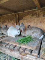 Kaninchen (Riesenmix) Nordrhein-Westfalen - Kirchlengern Vorschau