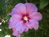 25 St. Hibiskus Pflanzen Heckenpflanzen Lila/Pink Nordrhein-Westfalen - Niederkassel Vorschau