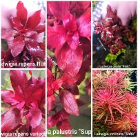 ⭐☘️❗XL Ludwigia Paket❗❤️Farbe im Aquarium❤️ Niedersachsen - Meppen Vorschau