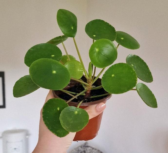 Pilea Peperomioides in Rosenthal