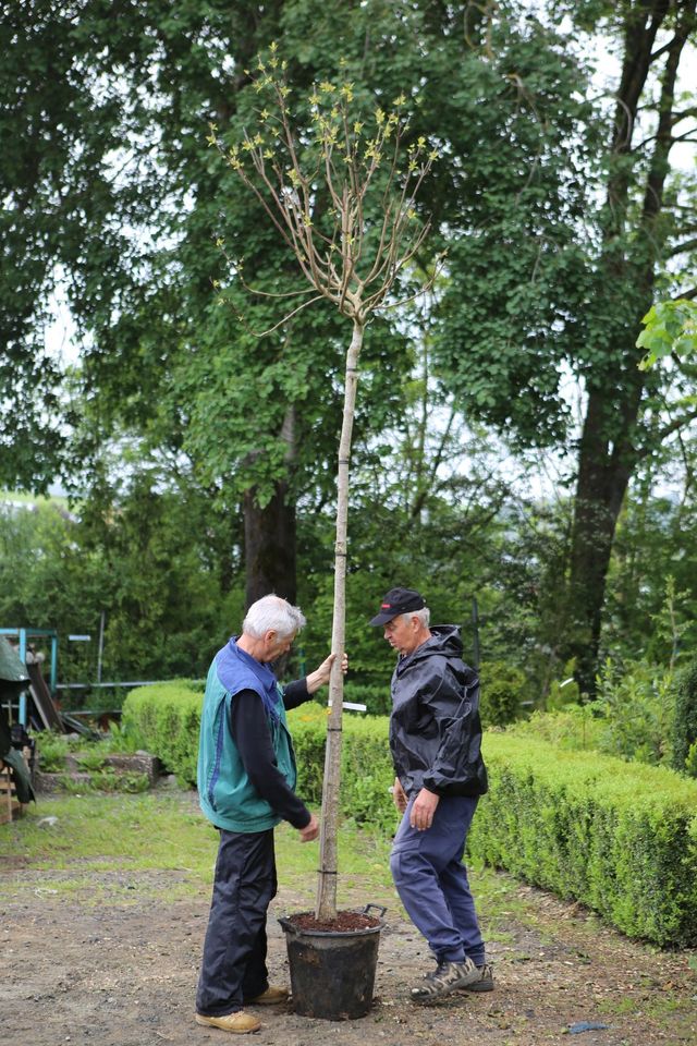 Catalpa Trompetenbaum in Dietzhölztal