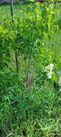 weißer flieder jungpflanzen Brandenburg - Doberlug-Kirchhain Vorschau