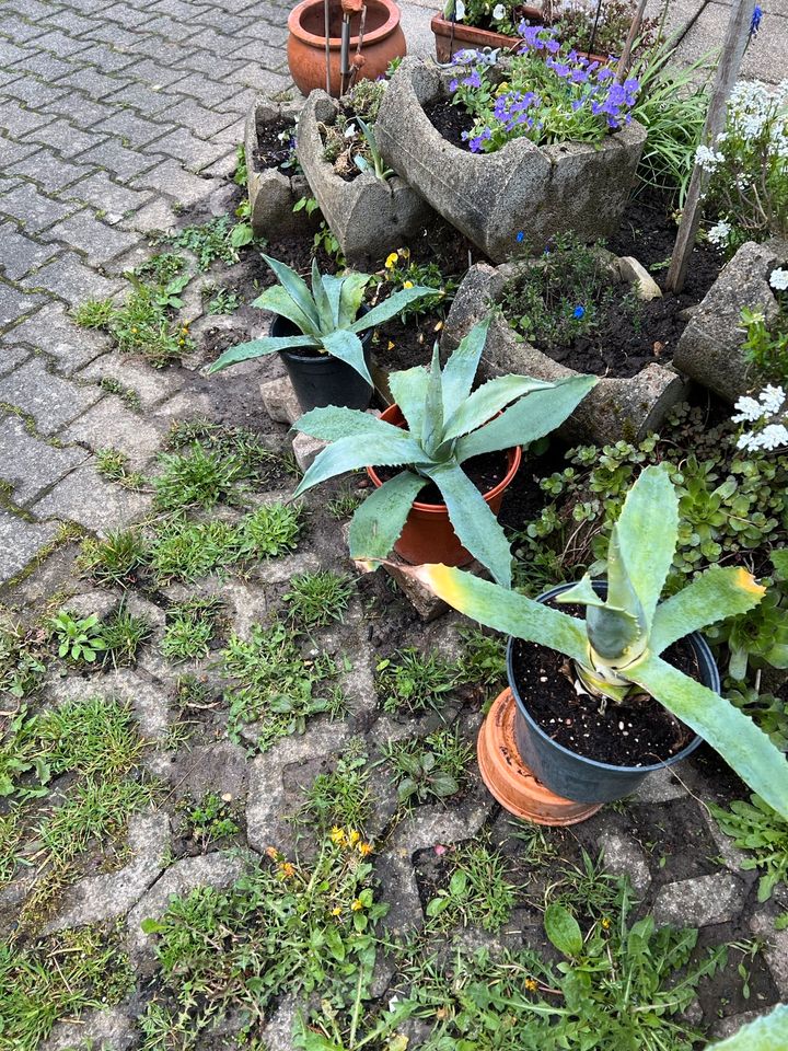 Große Agave mit Topf in Markgröningen