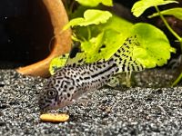 4 Dreibinden Panzerwels- Corydoras trilineatus Nordrhein-Westfalen - Lindlar Vorschau