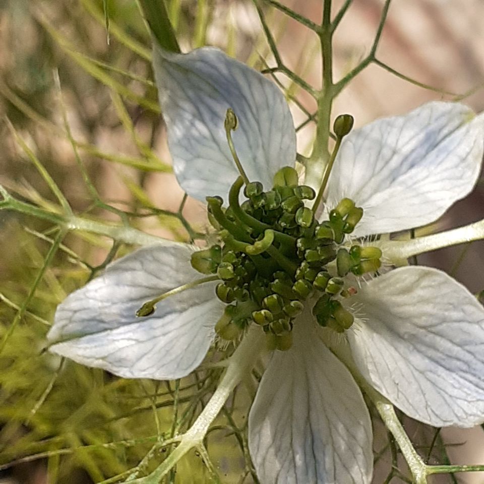 Samen_ Nigella_Jungfer im Grünen_weißblau_ !!! in Rostock