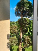 Verhandlungsbasis! Lebens Baum mit Topf Lebensbaum Konifere Nordrhein-Westfalen - Bottrop Vorschau