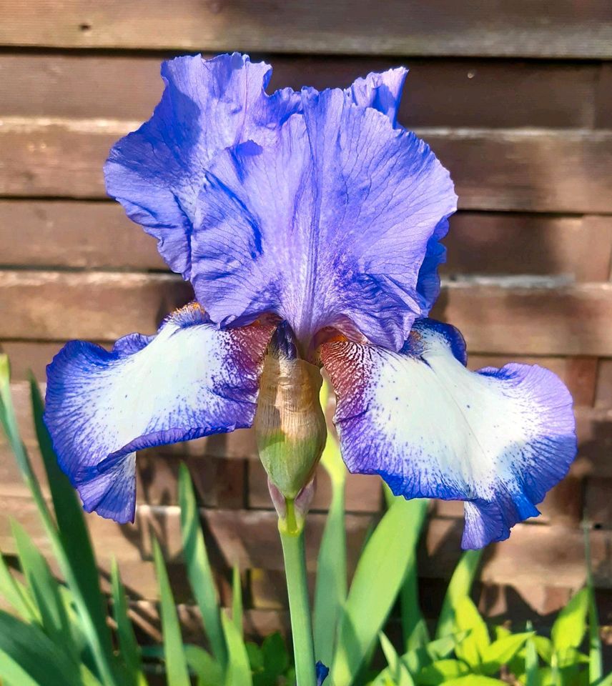 Bartiris, Iris in lila, weiß in Lübz