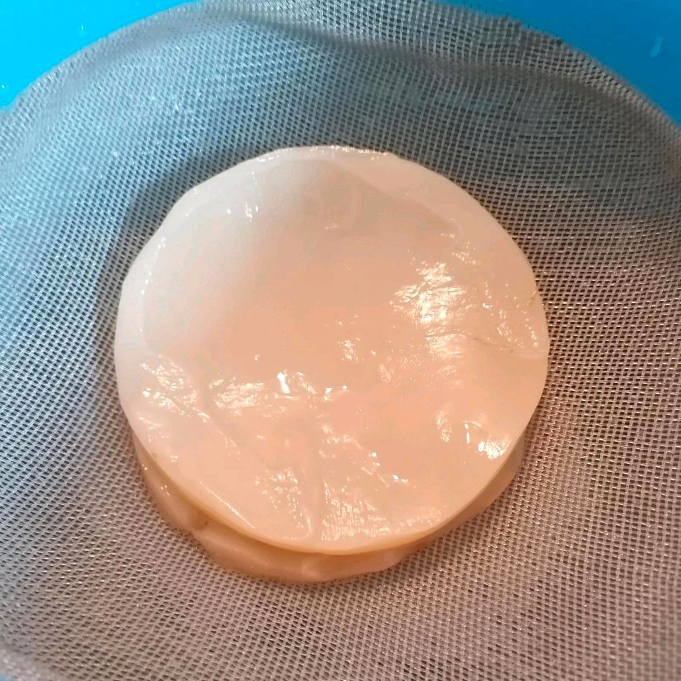 Kombucha Pilz Scoby DIY in Berlin