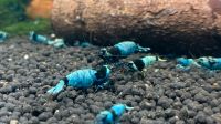 Blue Shadow Mosura Garnelen Caridina DNZ Angebot 3,50€ Hamburg-Mitte - Hamburg Horn Vorschau