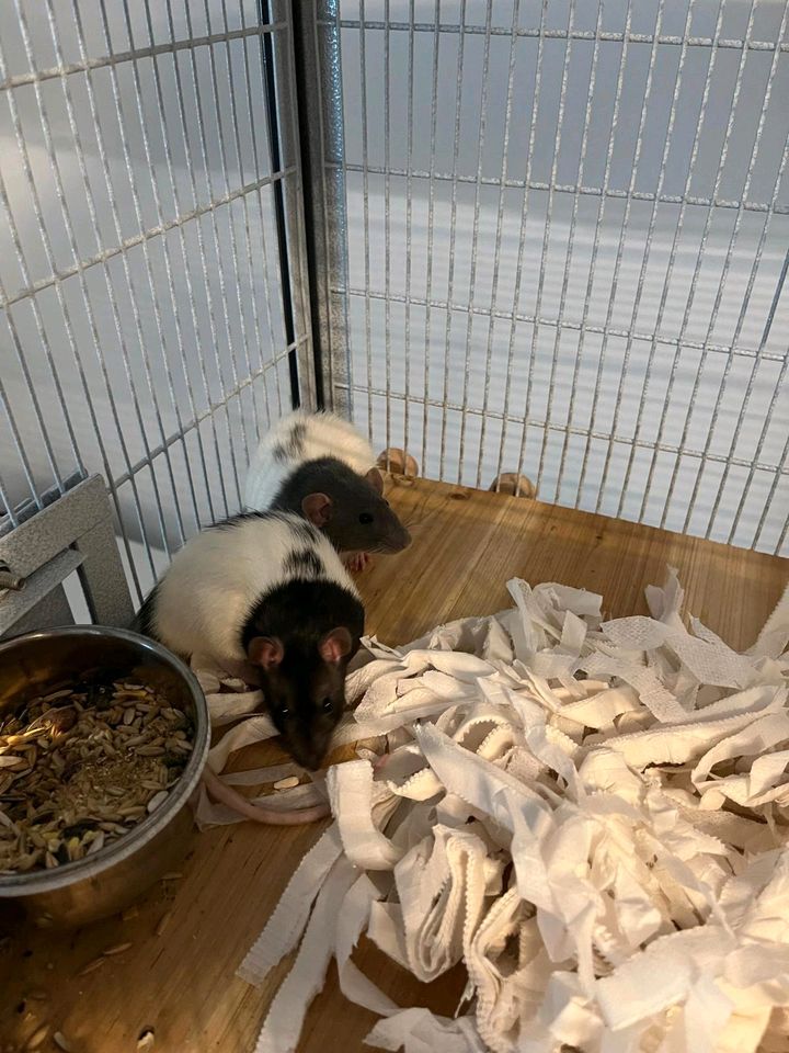 2 Ratten Weibchen inkl. Rattenkäfig Jungtiere, 10 Wochen alt. in Dortmund