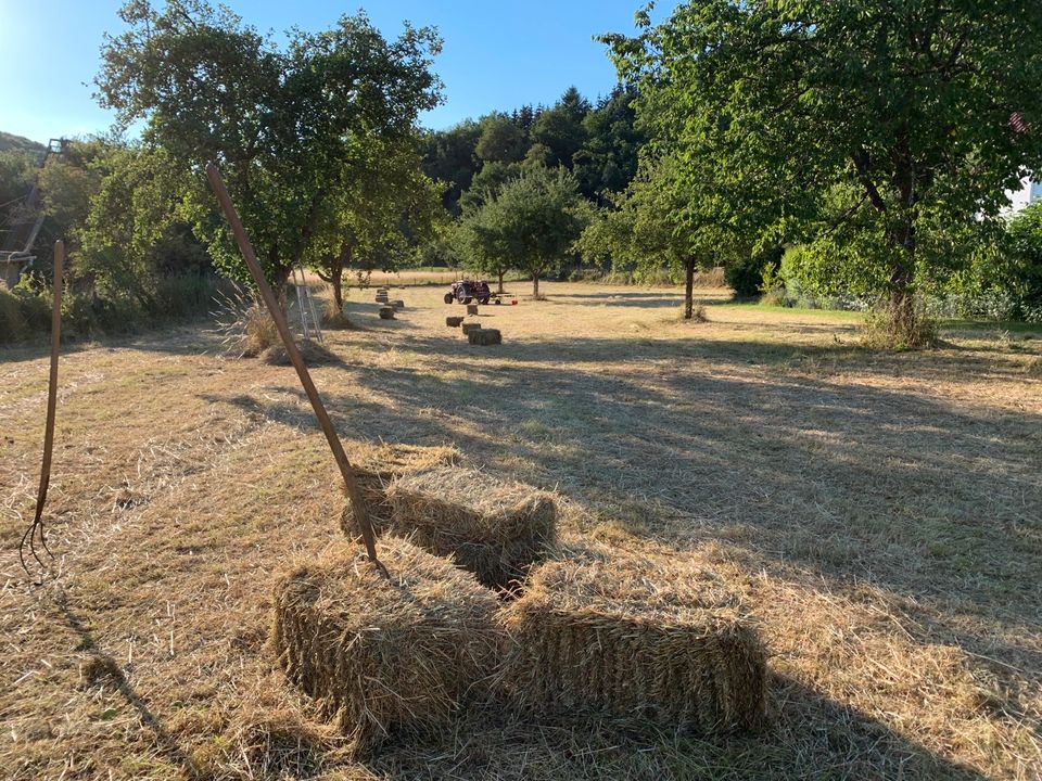 Heuballen (kleine Hochdruckballen) - gestaffelte Preise in Brecht