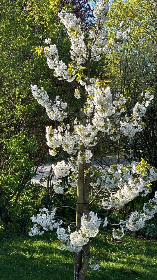 2-erWg in einem schönen Haus mit Garten mit 3 Terassen in Horgenzell